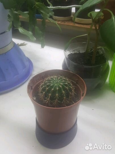 Кактус цветущий,но пока молодой