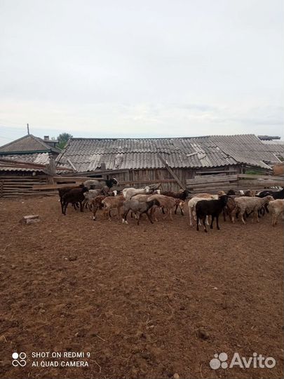 Продаются бараны