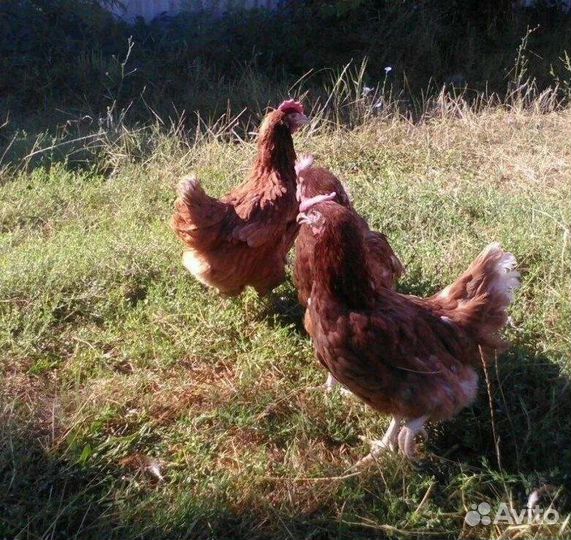 Куры несушки