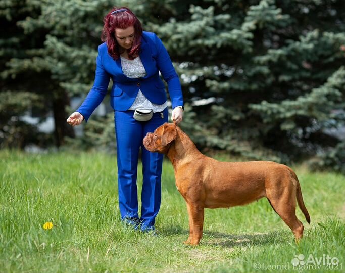 Хендлер СПб, выставки собак, занятия, подготовка)