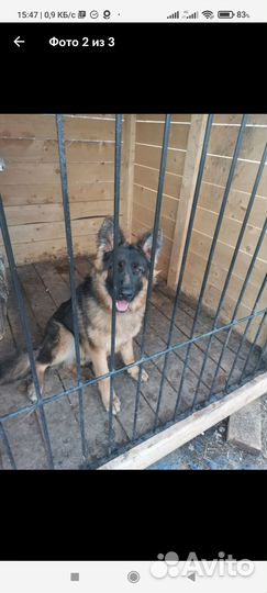 Немецкая овчарка