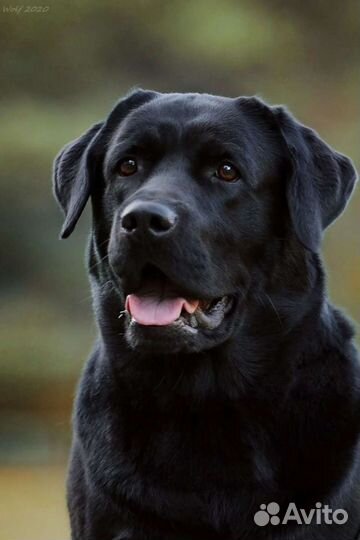 Лабрадор вязка