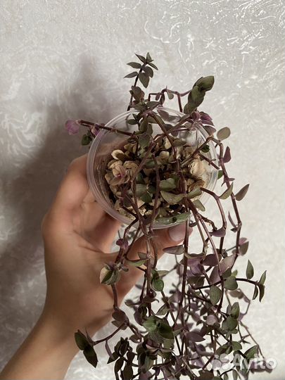 Кализия