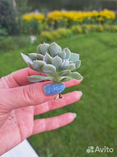 Кристатная форма Эхеверия 