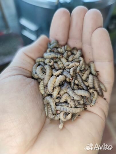 Восковая моль, Огневка