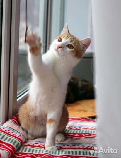 Рыжий котёнок подросток в добрые руки