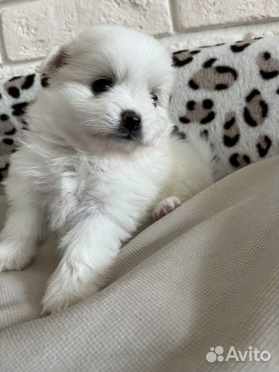 Немецкий шпиц