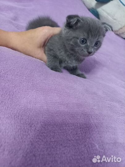 Шотландские вислоухие котята