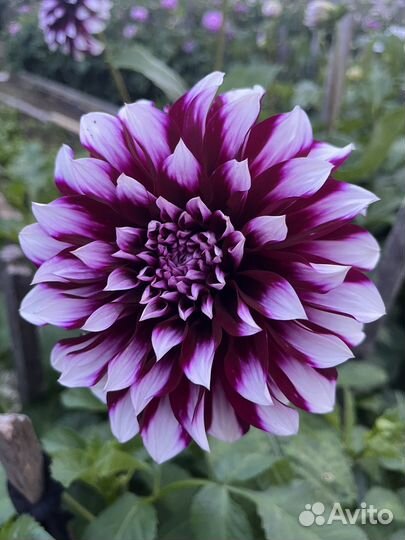 Георгины срезка