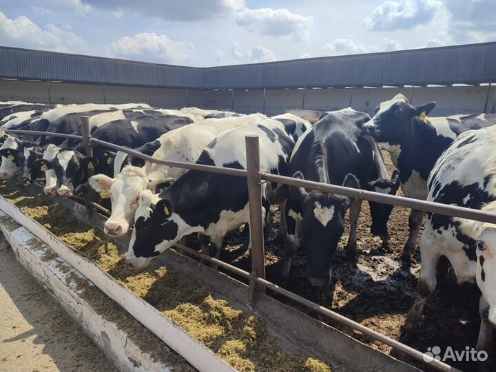 Нетели голштинской породы