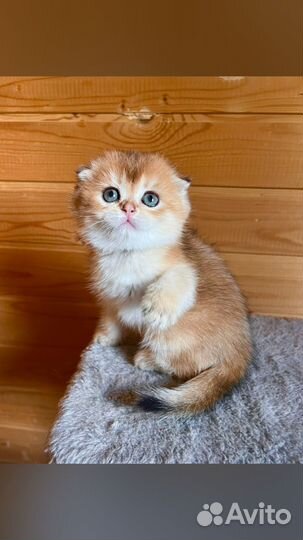 Шотландские золотые шиншиллы