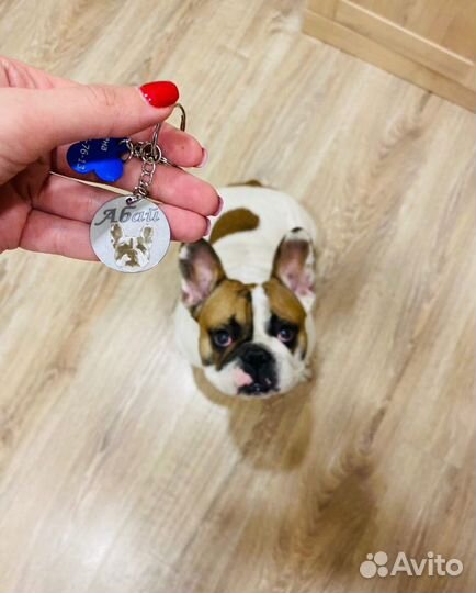 Адресник для собак и кошек