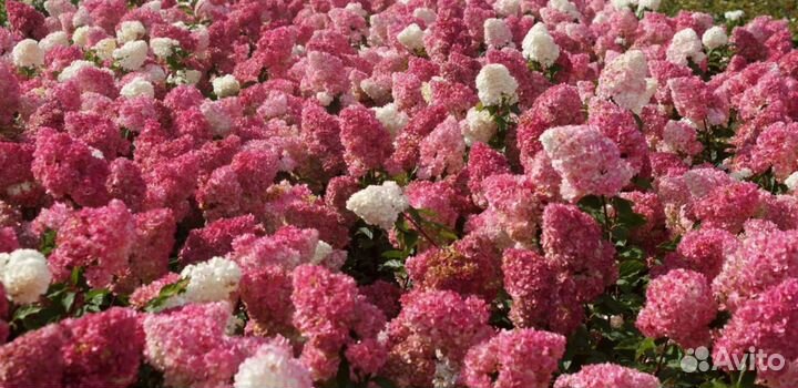 Ванилла Фрейз метельчатая гортензия