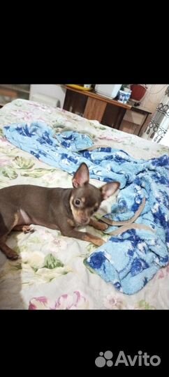 Мини девочка той-терьер