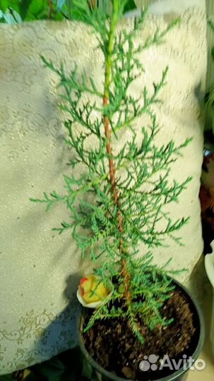 Бегония желтая,кипарис и туя