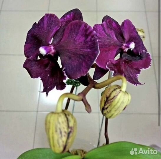 Орхидея фаленопсис биг лип black marble