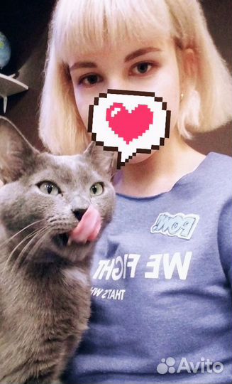 Передержка кошек