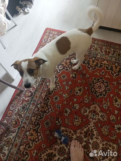 Парсон рассел терьер