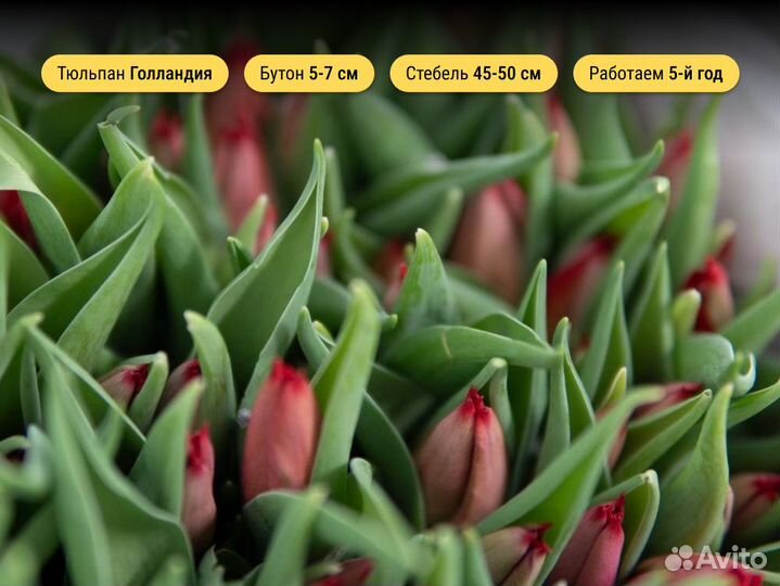 Тюльпаны ленинский ветеранов