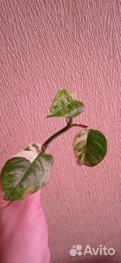 Рафидофора Пуберула