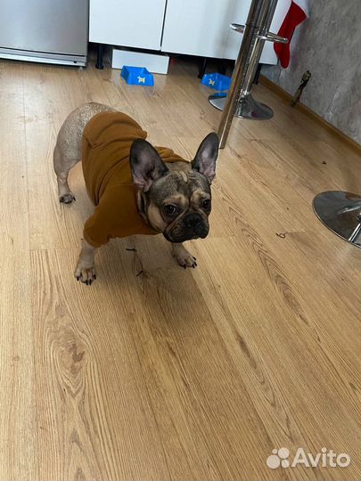 Французский бульдог