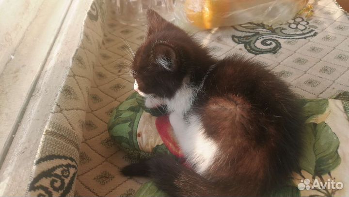 Котенок мальчик бесплатно