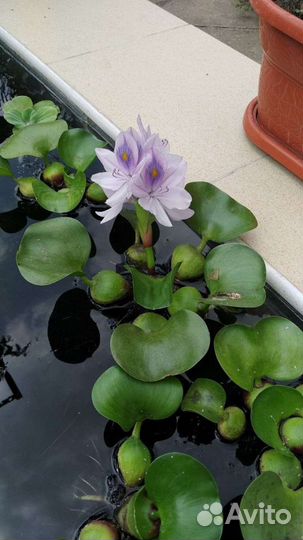 Водный гиацинт