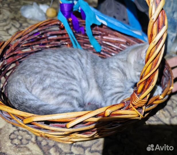 Девочка в добрые руки