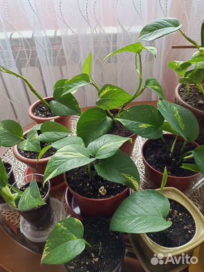 Сциндапсус