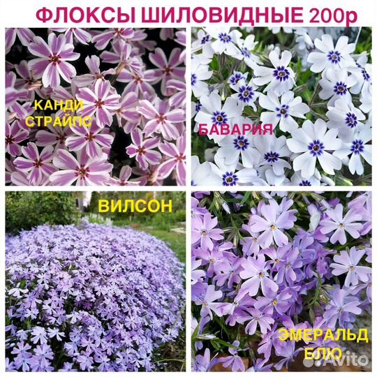 Многолетние растения, шиловидные флоксы, Бруннера