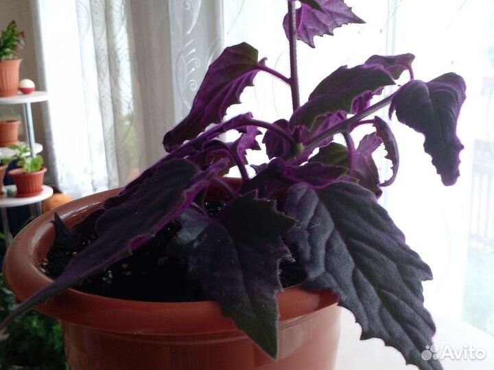 Гинура вариегатная