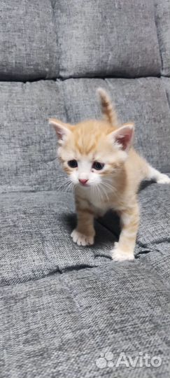 Рыжий котенок в добрые руки