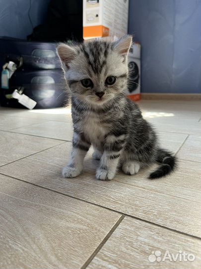 Британская кошка