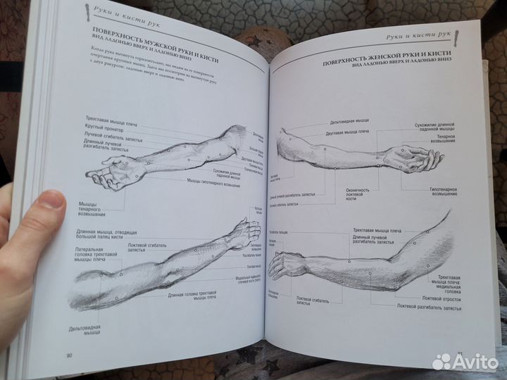Анатомия для художников