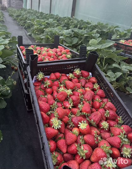 Клубника свежий сбор