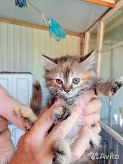 Котенка отдам в добрые руки бесплатно