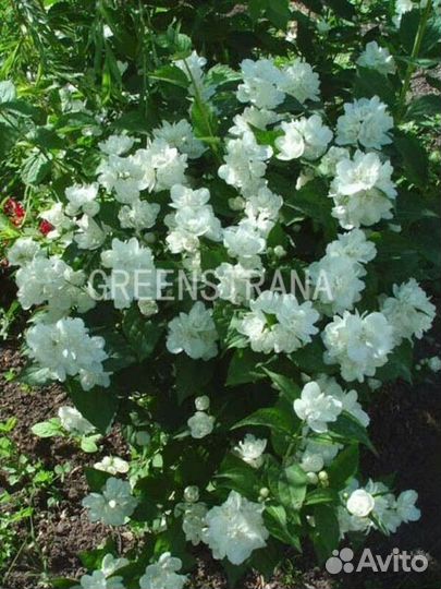 Чубушник венечный Manteau dHermine/С3 50-60 см