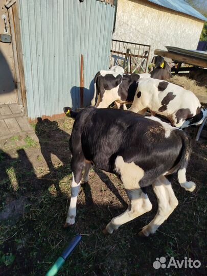 Продам подрощенных бычков