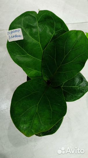 Фикусы: Голден моник,резута, макломе,Твилайт