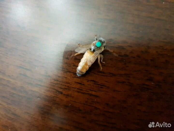 Пчеломатки Бакфаст