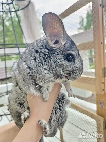 Шиншила с клеткой