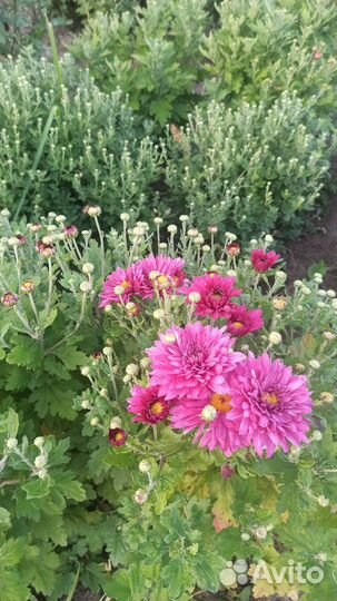 Хризантемы (более 100 сортов)