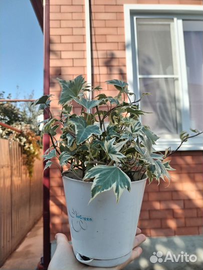 Плющ сортовой вариегатный