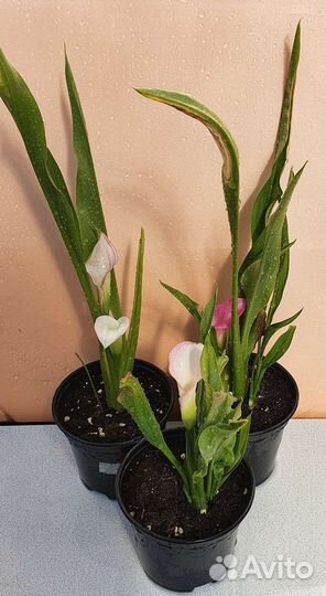 Ахименес,колерия,каллы