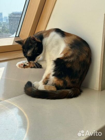 Кошка бесплатно