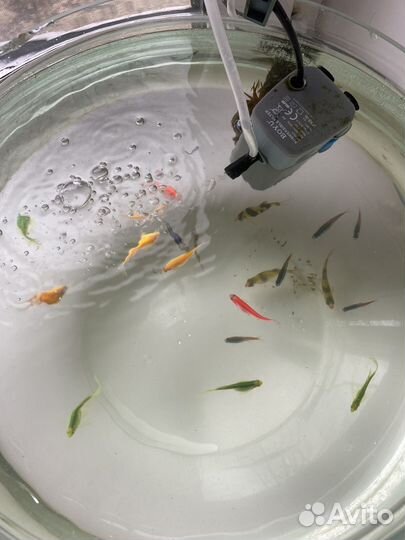Продам аквариум с рыбками и всем нужным для них
