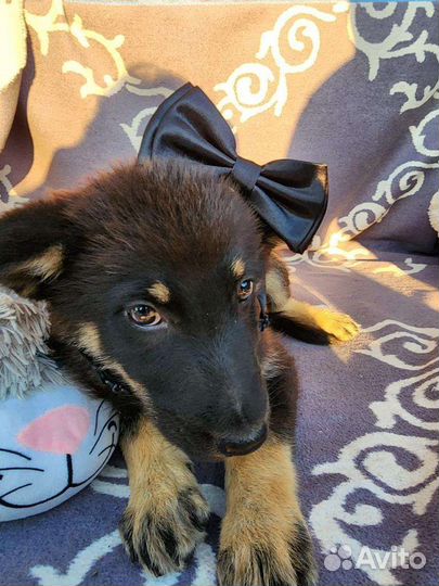 Щенок Немецкой овчарки (метис) в добрые руки