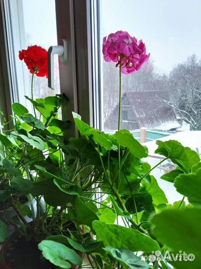 Комнатные растения, цветы