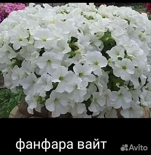 Вегетативная петуния