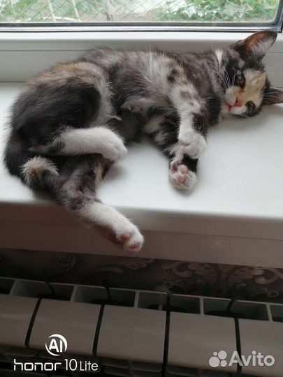 Кошка в дар бесплатно